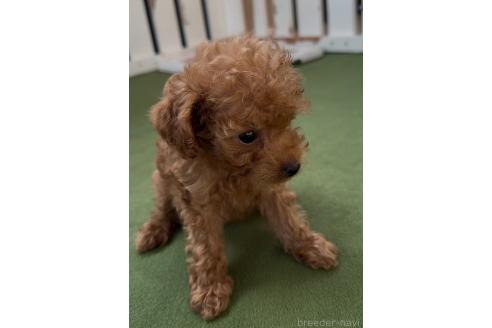 成約済の福岡県のミックス犬-363640の2枚目