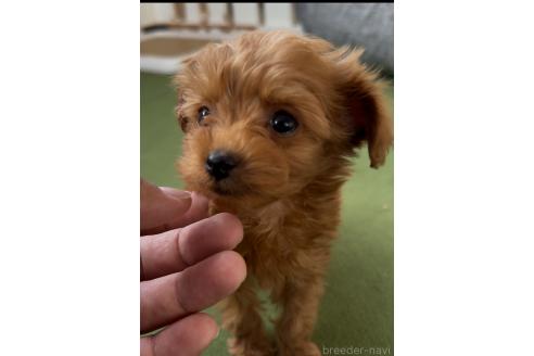 成約済の福岡県のミックス犬-363642の5枚目