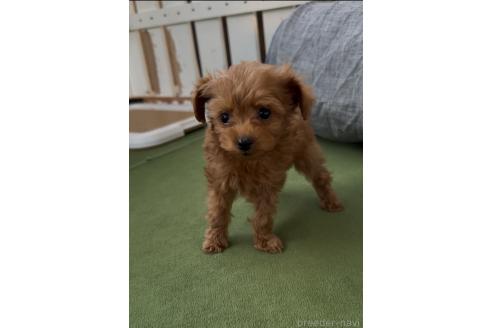 成約済の福岡県のミックス犬-363642の3枚目