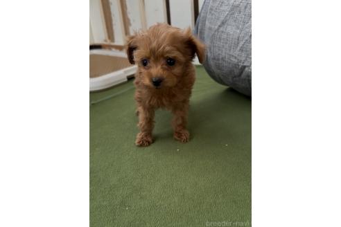 成約済の福岡県のミックス犬-363642の2枚目