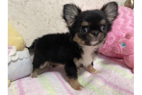 成約済の新潟県のチワワ(ロングコート)-358806の4枚目