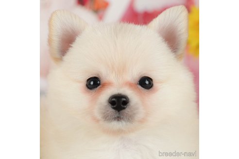 成約済ののミックス犬-365659