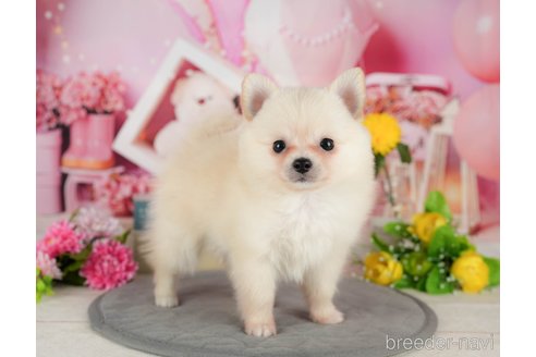成約済の千葉県のミックス犬-365659の4枚目