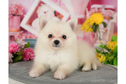 成約済の千葉県のミックス犬-365659の6枚目