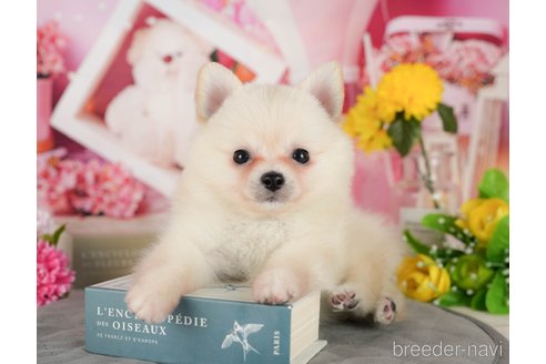 成約済の千葉県のミックス犬-365659の7枚目