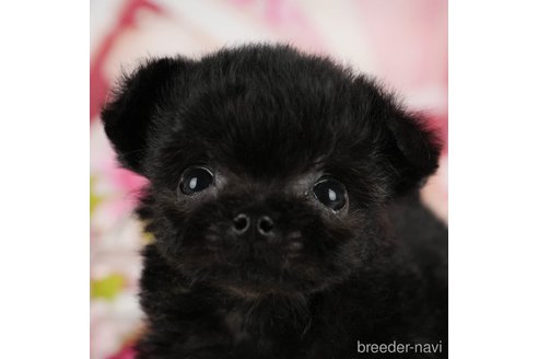 成約済の千葉県のミックス犬-365638の1枚目