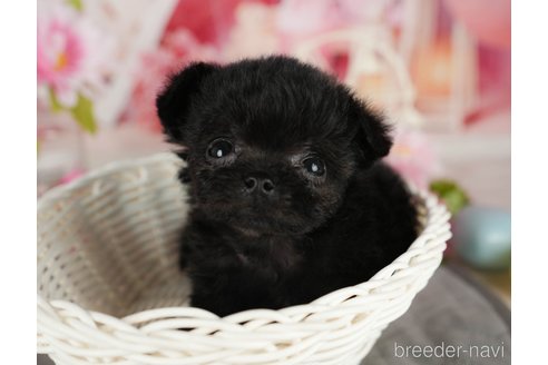 成約済の千葉県のミックス犬-365638の7枚目