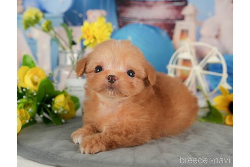 成約済の千葉県のミックス犬-365637の3枚目