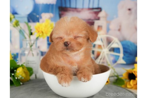 成約済の千葉県のミックス犬-365637の5枚目