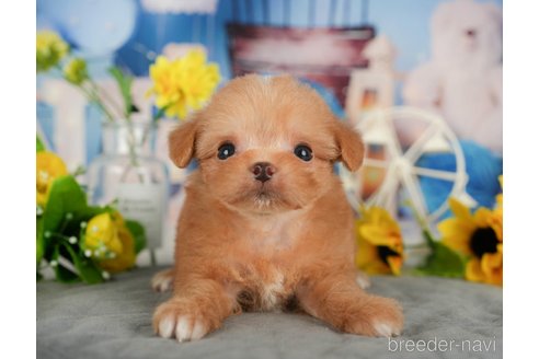 成約済の千葉県のミックス犬-365637の6枚目