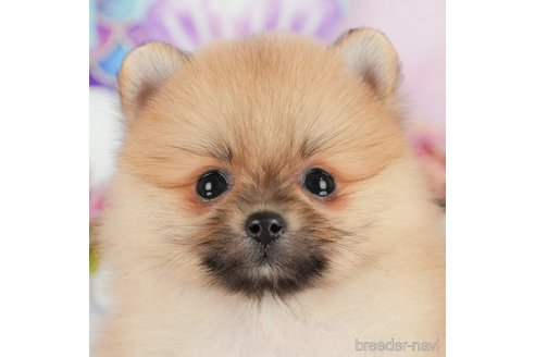 成約済の千葉県のポメラニアン-365633の1枚目