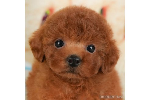 子犬