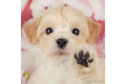成約済の千葉県のミックス犬-365627の1枚目