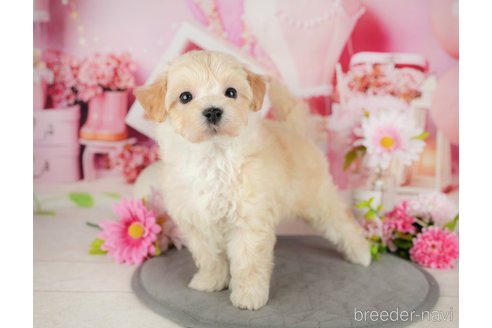 成約済の千葉県のミックス犬-365627の6枚目