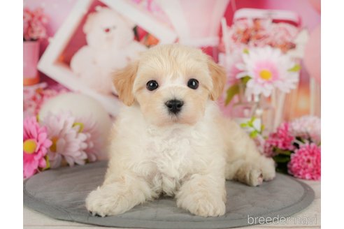 成約済の千葉県のミックス犬-365627の3枚目