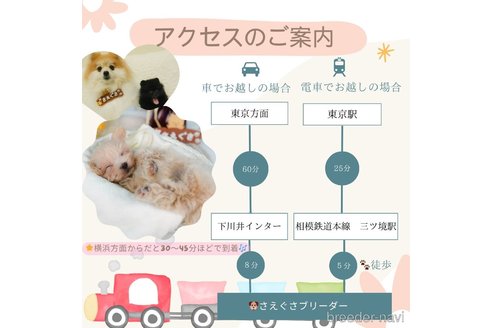 成約済の神奈川県のミニチュアダックスフンド(ロングヘアード)-365570の14枚目