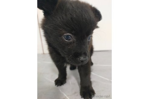 成約済の宮崎県のマルプー:マルチーズ×トイプードル-365698の3枚目