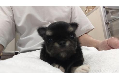 成約済の愛知県のチワワ(ロングコート)-364940の13枚目