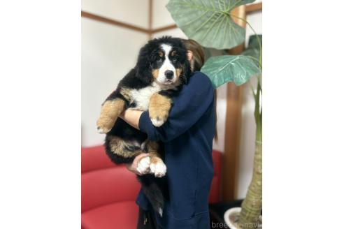 成約済の兵庫県のバーニーズマウンテンドッグ-365665の2枚目