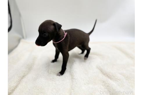 成約済の愛知県のイタリアングレーハウンド(イタグレ)-364316の11枚目