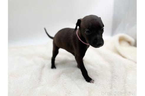 成約済の愛知県のイタリアングレーハウンド(イタグレ)-364316の10枚目