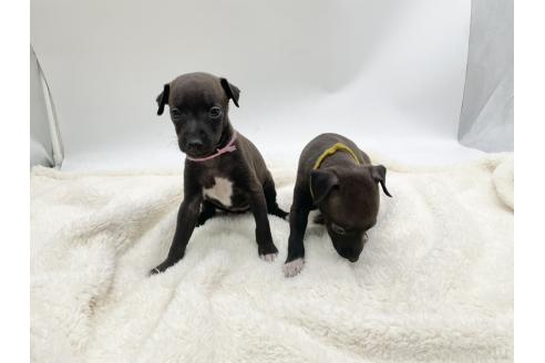 成約済の愛知県のイタリアングレーハウンド(イタグレ)-364316の8枚目