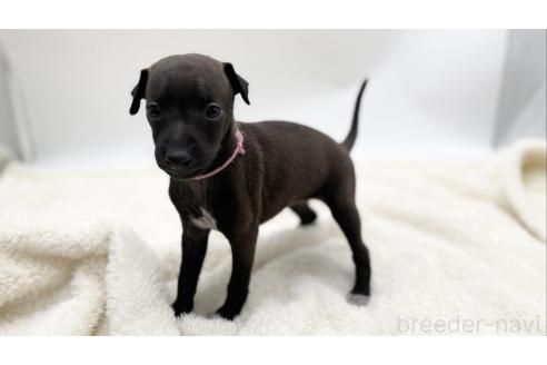 成約済の愛知県のイタリアングレーハウンド(イタグレ)-364316の6枚目