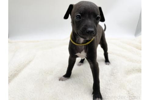 成約済の愛知県のイタリアングレーハウンド(イタグレ)-364314の5枚目