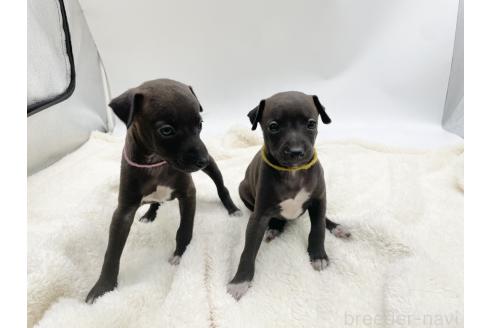 成約済の愛知県のイタリアングレーハウンド(イタグレ)-364314の3枚目