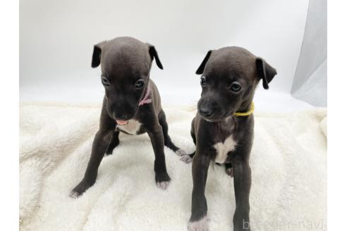 成約済の愛知県のイタリアングレーハウンド(イタグレ)-364314の2枚目