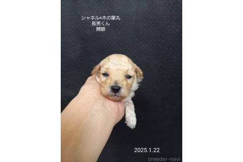 成約済の大阪府のティーカッププードル-362742の4枚目