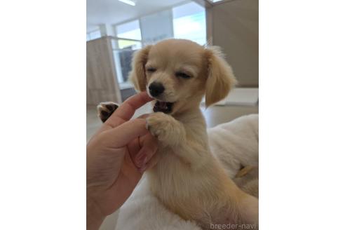 北海道のチワックス:チワワ×ミニチュアダックスフンド｜女の子