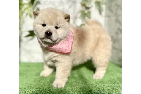 成約済の埼玉県の柴犬-362587の9枚目