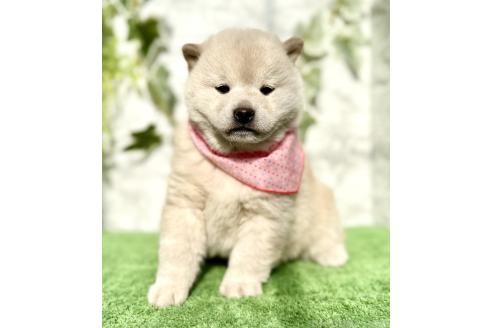 成約済の埼玉県の柴犬-362587の8枚目