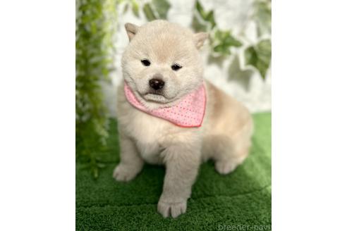 成約済の埼玉県の柴犬-362587の7枚目