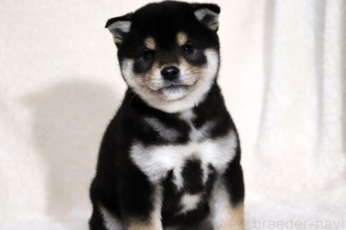 成約済の滋賀県の柴犬-365837の15枚目