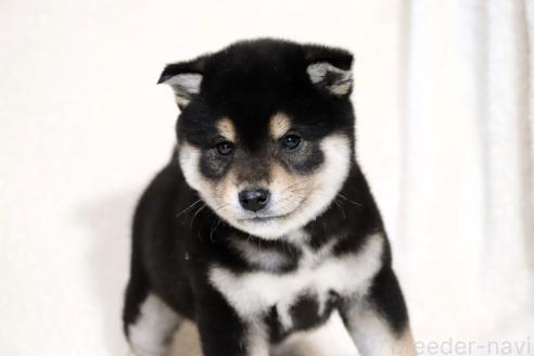 成約済の滋賀県の柴犬-365837の14枚目