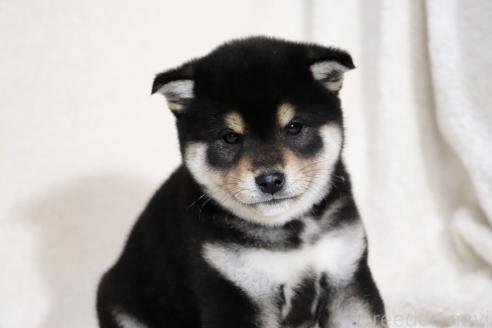 成約済の滋賀県の柴犬-365837の13枚目