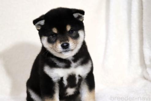 成約済の滋賀県の柴犬-365837の12枚目