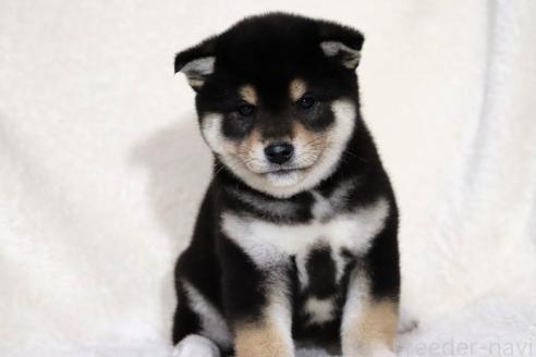成約済の滋賀県の柴犬-365837の11枚目