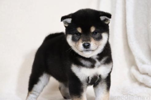 成約済の滋賀県の柴犬-365837の10枚目