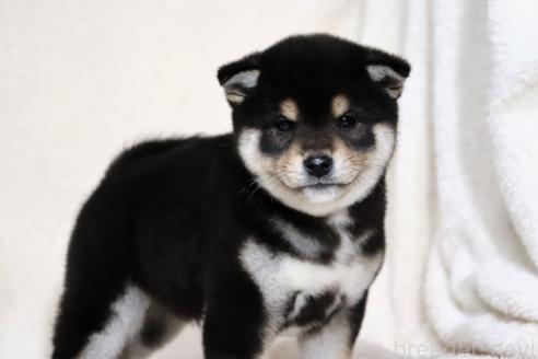 成約済の滋賀県の柴犬-365837の9枚目