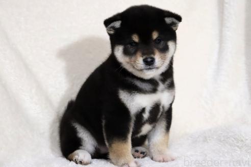 成約済の滋賀県の柴犬-365837の8枚目
