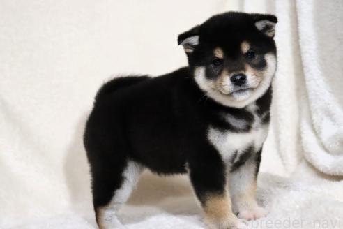 成約済の滋賀県の柴犬-365837の7枚目
