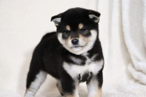 成約済の滋賀県の柴犬-365837の6枚目