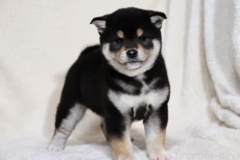 成約済の滋賀県の柴犬-365837の5枚目