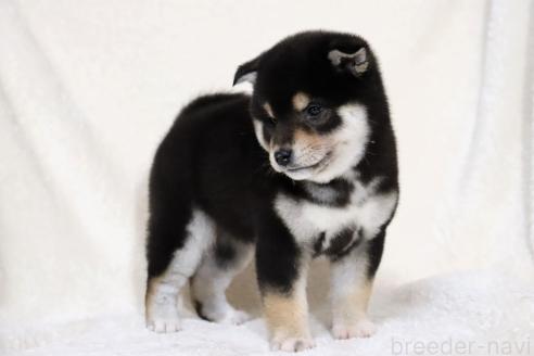 成約済の滋賀県の柴犬-365837の4枚目