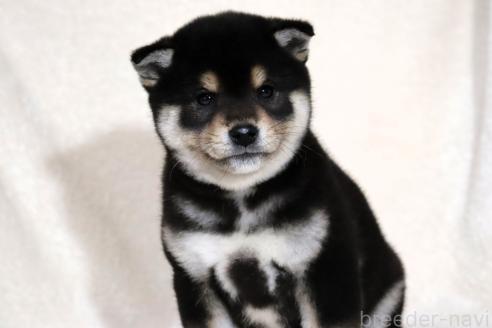 成約済の滋賀県の柴犬-365837の3枚目
