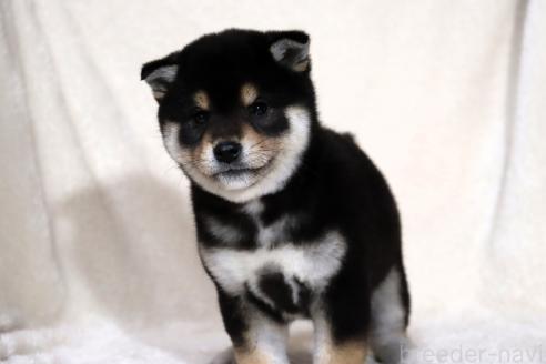 成約済の滋賀県の柴犬-365837の2枚目