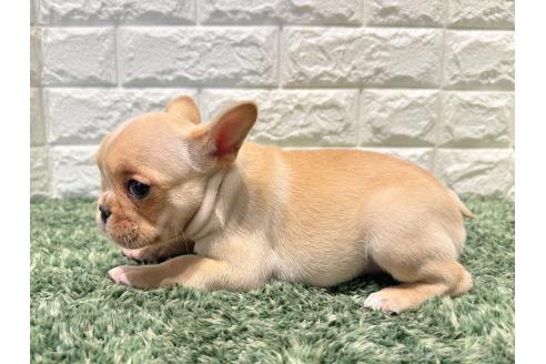 成約済の愛知県のフレンチブルドッグ-365846の3枚目